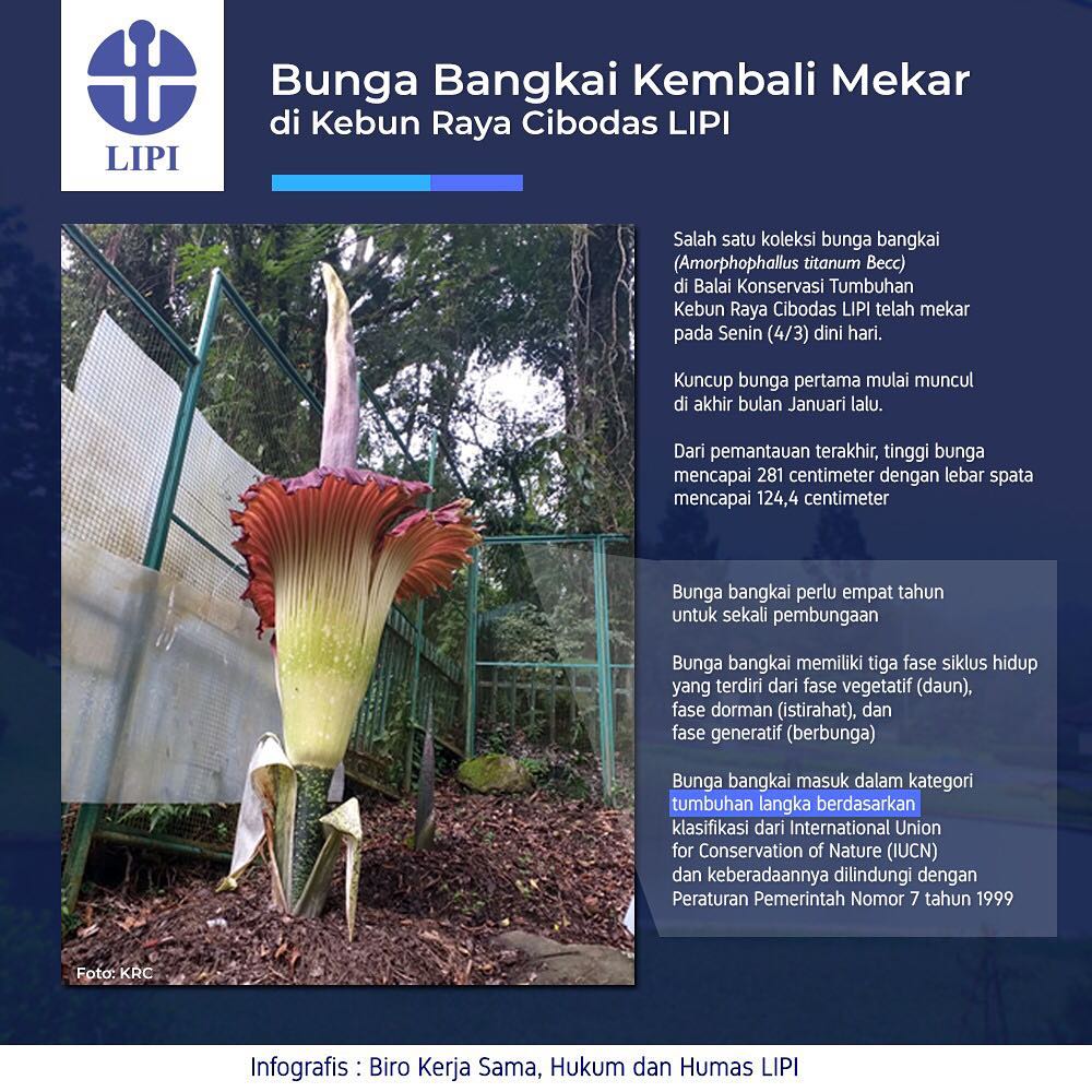 Bunga Bangkai Kembali Mekar di Kebun Raya Cibodas LIPI - 20190305